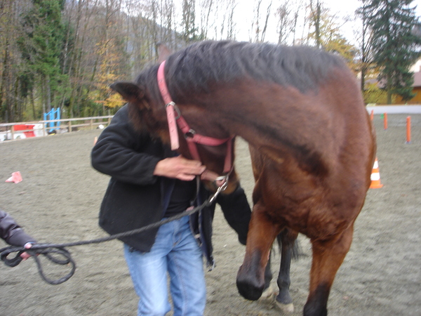 Site de rencontre equin